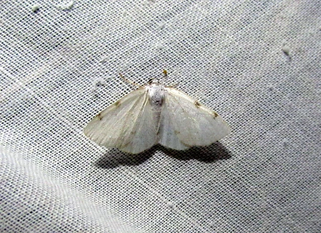 Lomographa bimaculata - kétpontos fehéraraszoló