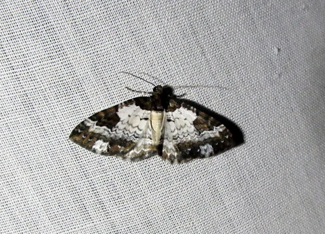 hullámos tarkaaraszoló - Melanthia procellata