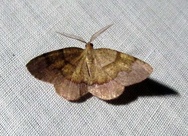 Plagodis pulveraria - szemcsés araszoló