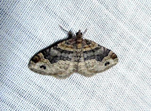 kerti tarkaaraszoló - Xanthorhoe ferrugata