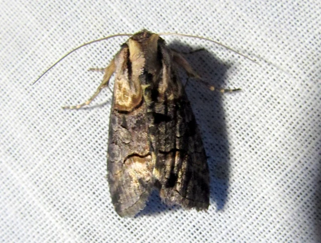 barnaövű csalánbagoly - Abrostola asclepiadis