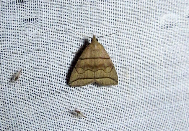 Herminia grisealis - ligeti karcsúbagoly