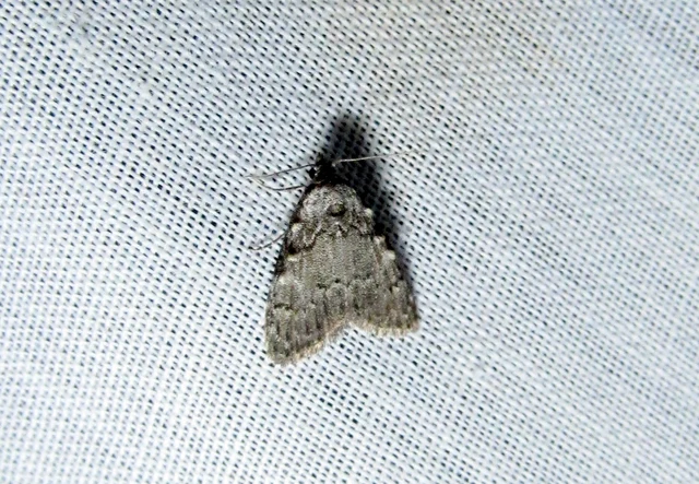 Meganola strigula - hamvas pamacsosszövő