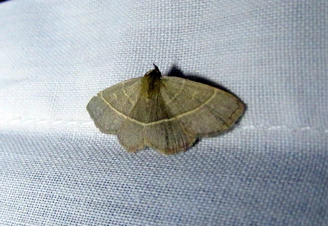 Trisateles emortualis - sárgacsíkos karcsúbagoly
