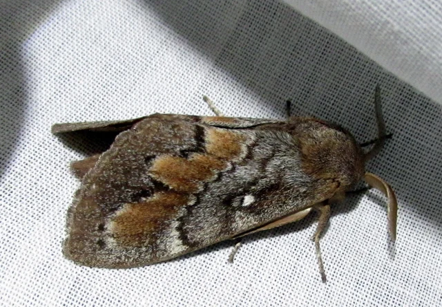 fenyőpohók - Dendrolimus pini