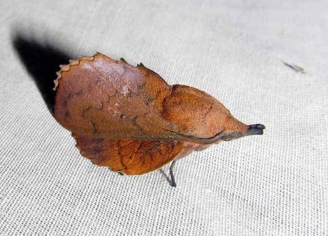 Gastropacha quercifolia - tölgylevélpohók