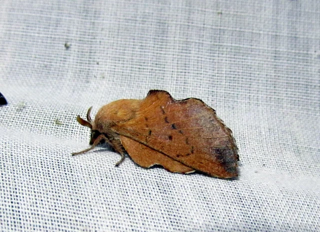 Phyllodesma tremulifolia - nyárlevélpohók