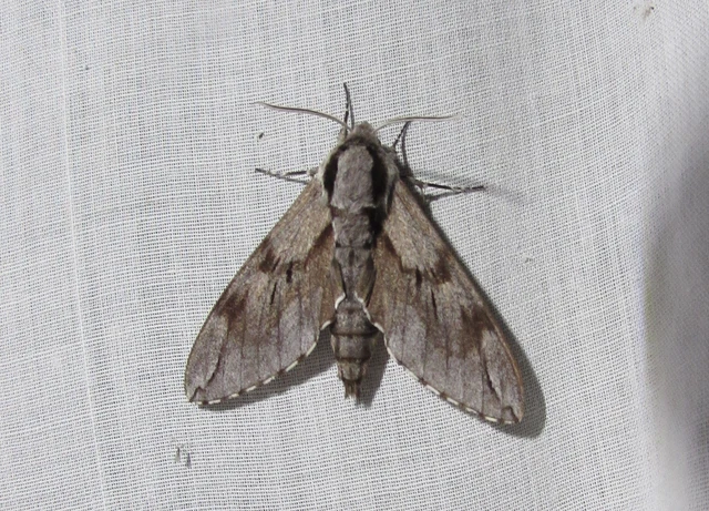 Hyloicus pinastri - fenyőszender