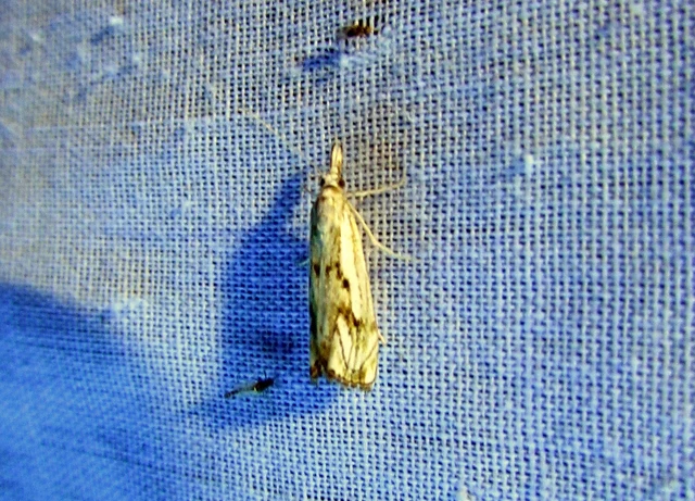 Catoptria falsella - hálós fűgyökérmoly