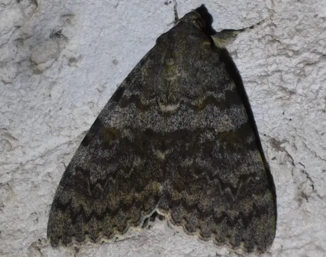 Catocala elocata - közönséges övesbagoly