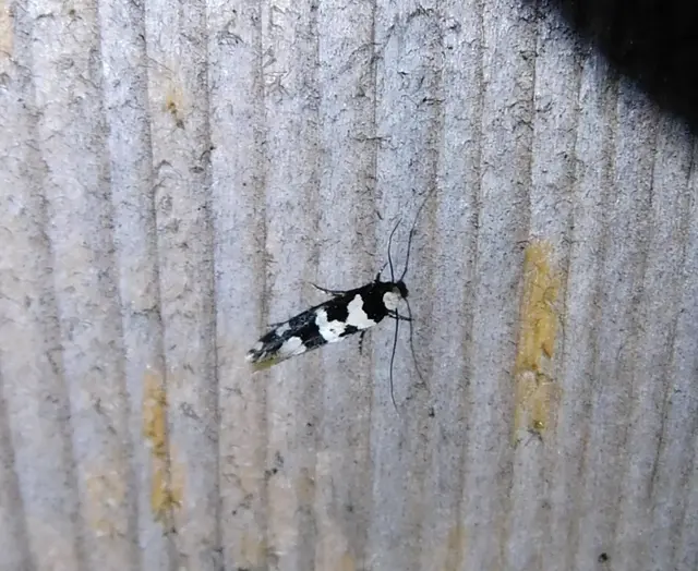 Neurothaumasia ankerella - magyarmoly