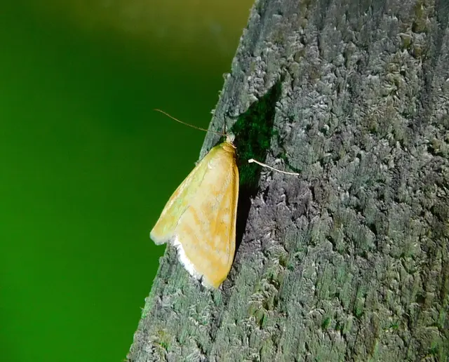 Sitochroa verticalis - világossárga dudvamoly