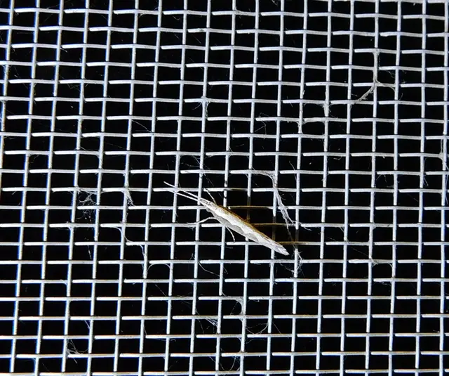 Plutella xylostella - káposztamoly