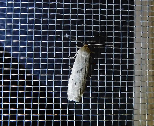Pelosia muscerda - hamvas zuzmószövő