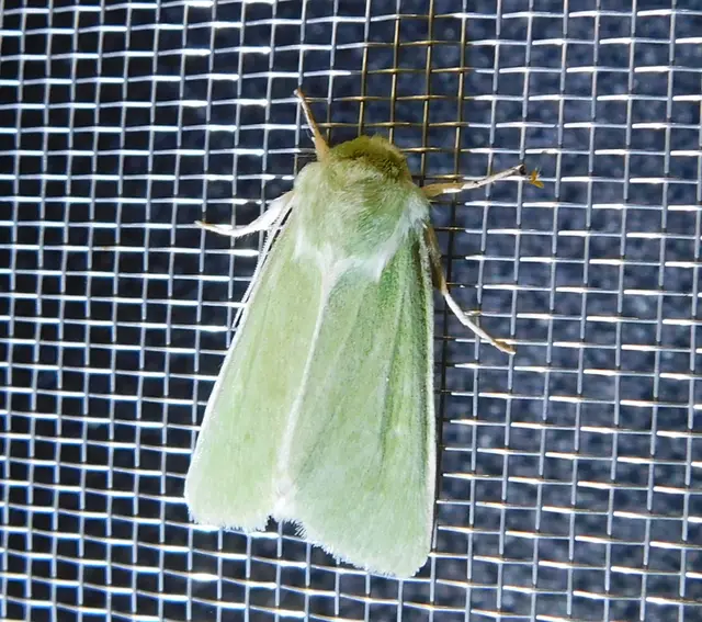 zöld sztyepbagoly - Calamia immaculata