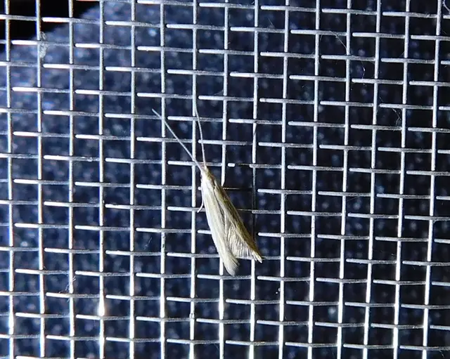 Coleophora