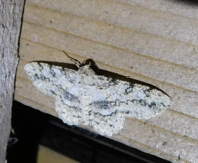 Ascotis selenaria - holdas faaraszoló