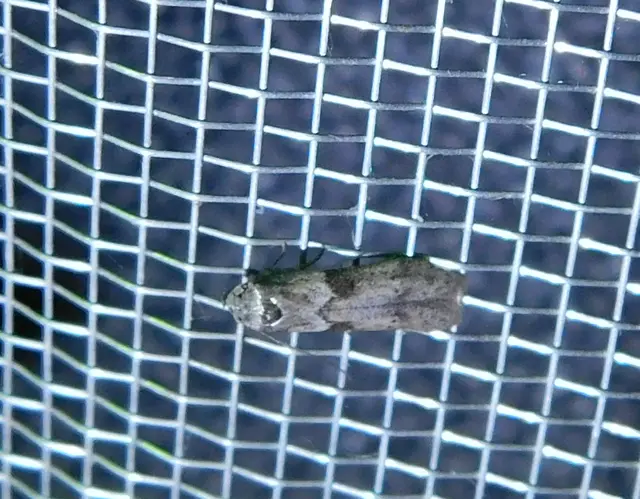 Blastobasis