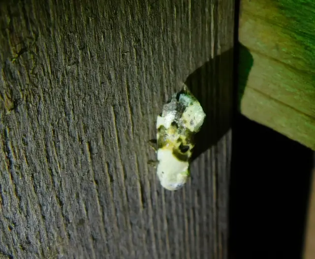 Acontia lucida - fehér nappalibagoly