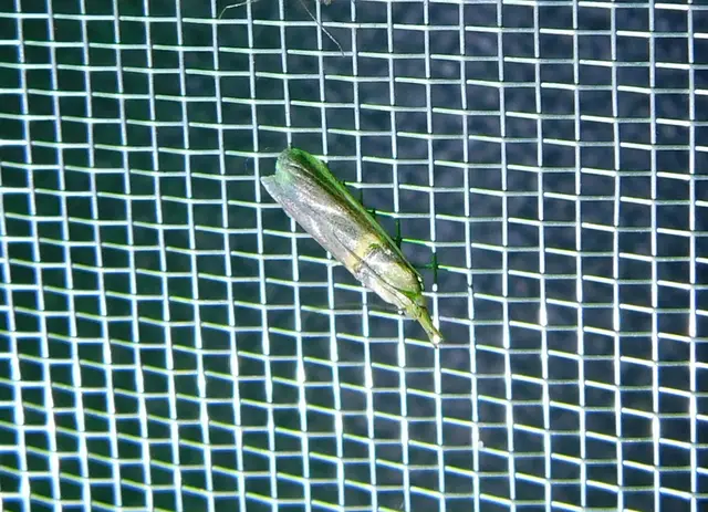 Etiella zinckenella - akácmoly