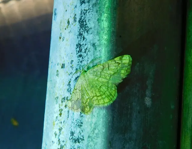 Stegania dilectaria - fehérnyár-araszoló