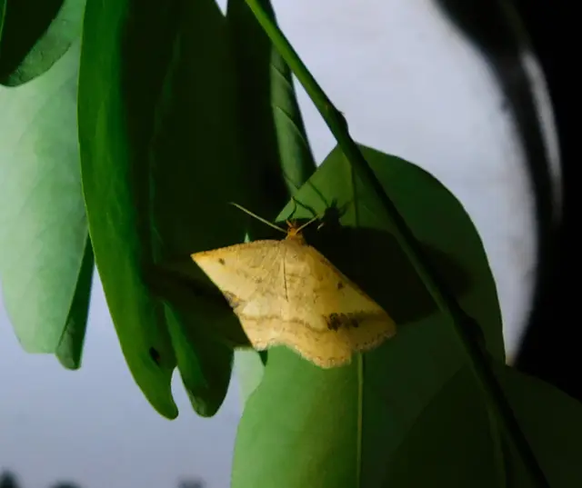 Tephrina arenacearia - lucerna-araszoló