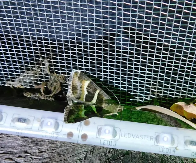 tölgy-porcelánbagoly - Prodotis stolida