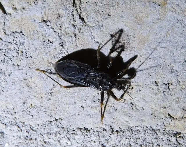 Reduvius personatus - szemetes zugpoloska