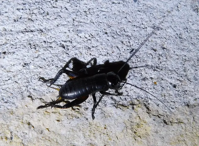 Gryllus campestris - mezei tücsök