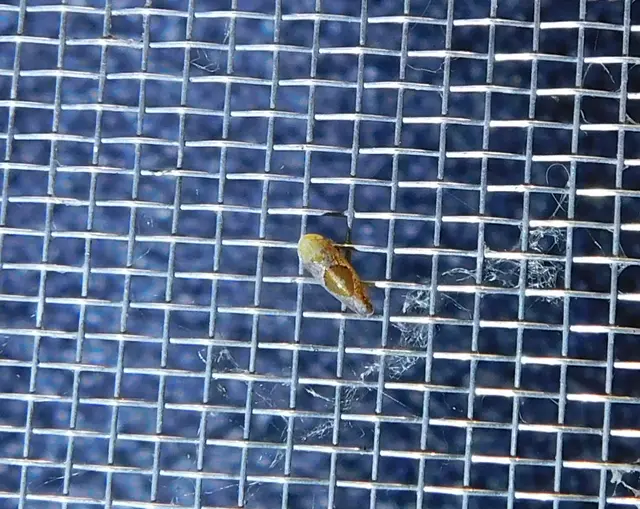Hishimonus hamatus