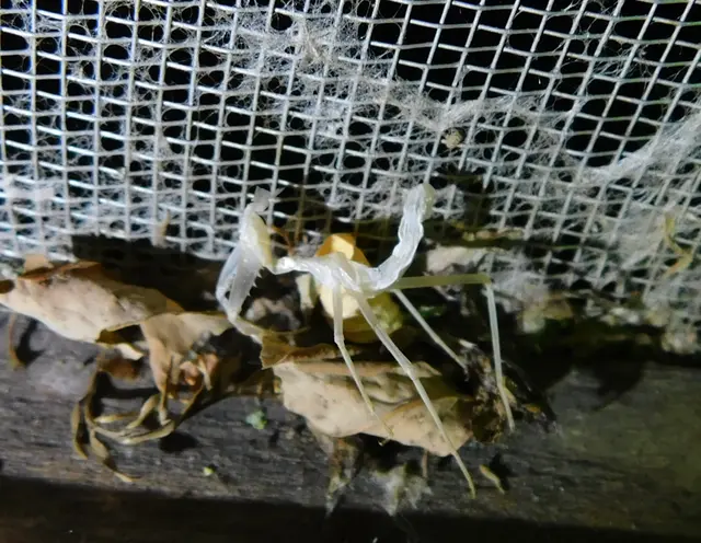 Hierodula tenuidentata - óriás ázsiai imádkozósáska