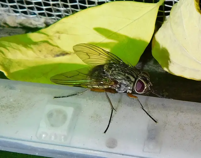 Phaonia