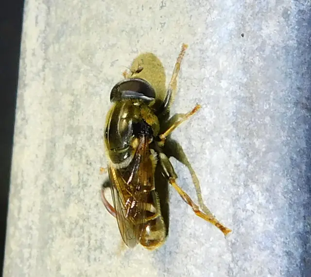 Merodon