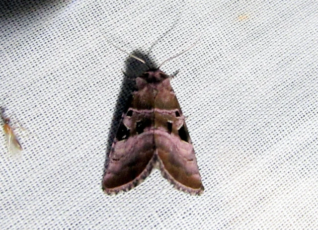 ametisztbagoly - Eucarta amethystina