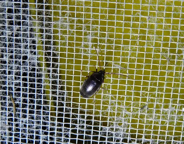 Hymenalia rufipes - rőtlábú alkonybogár