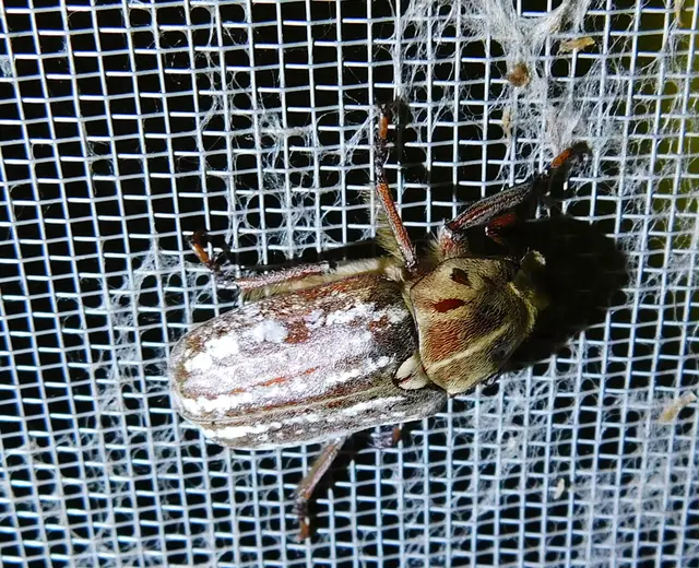 Anoxia orientalis - keleti cserebogár