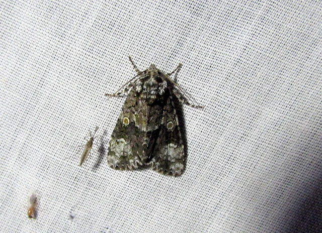 fagyalbagoly - Craniophora ligustri