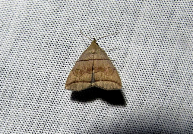 Herminia grisealis - ligeti karcsúbagoly