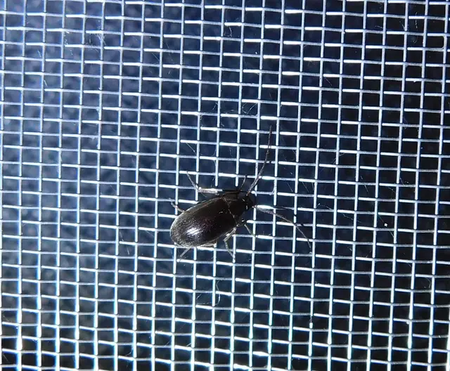Hymenalia rufipes - rőtlábú alkonybogár