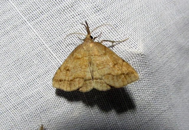 láperdei karcsúbagoly - Polypogon gryphalis