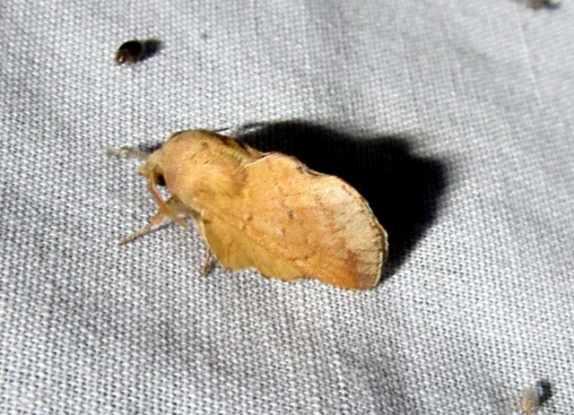 Phyllodesma tremulifolia - nyárlevélpohók