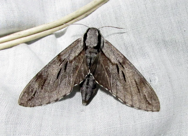 Hyloicus pinastri - fenyőszender