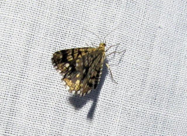 Chiasmia clathrata - rácsos rétiaraszoló