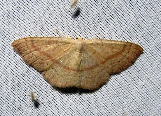 Cyclophora linearia - vonalas pettyesaraszoló