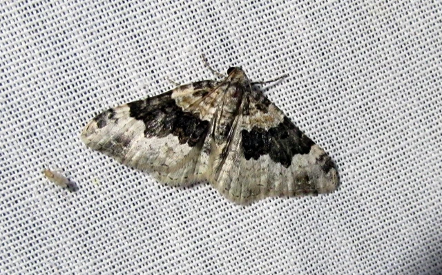 sávos galajaraszoló - Epirrhoe galiata