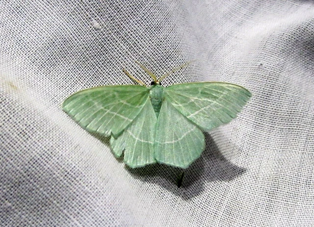 Hemistola chrysoprasaria - kékes zöldaraszoló