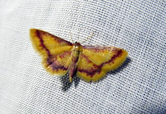 Idaea muricata - mocsári pirosaraszoló