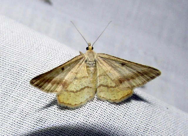 Tephrina arenacearia - lucerna-araszoló