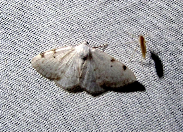 Lomographa bimaculata - kétpontos fehéraraszoló