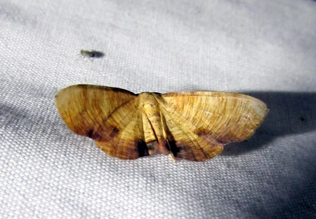 Plagodis dolabraria - baltaszárnyú araszoló